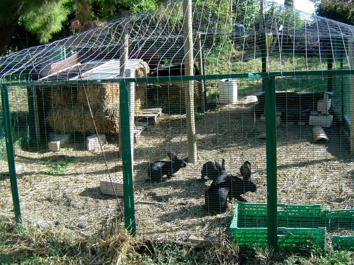 Agriturismo Galanti Cossignano Esterno foto
